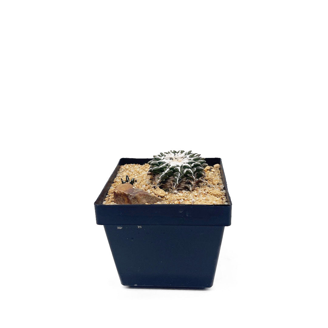 姫牡丹 habitat style POT SET