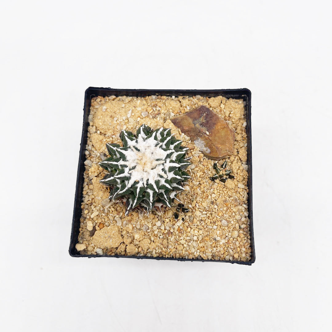 姫牡丹 habitat style POT SET