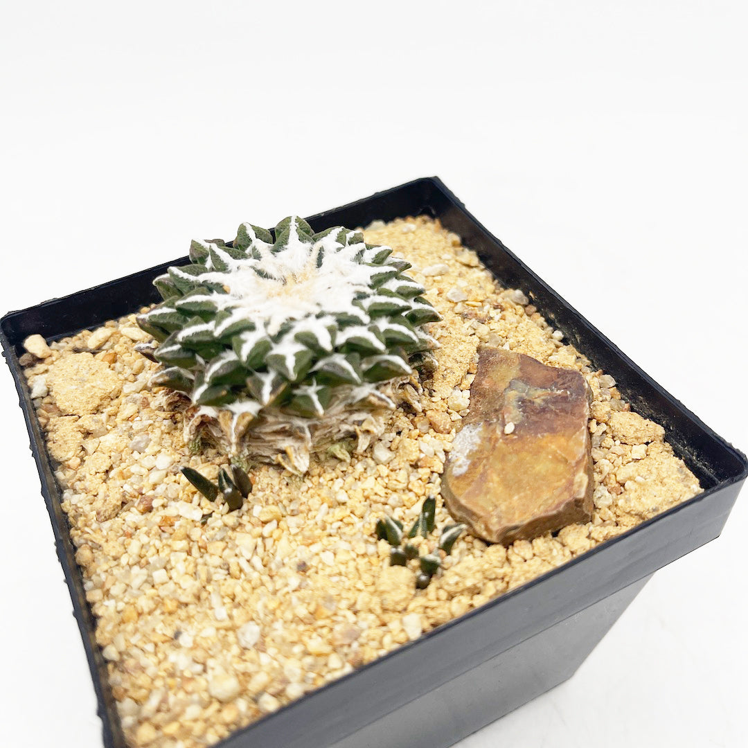 姫牡丹 habitat style POT SET