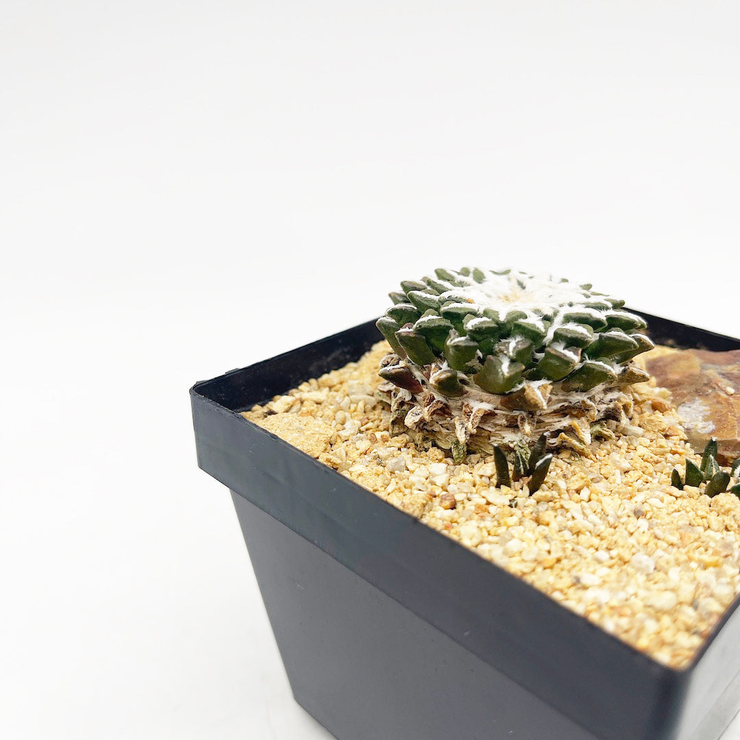 姫牡丹 habitat style POT SET