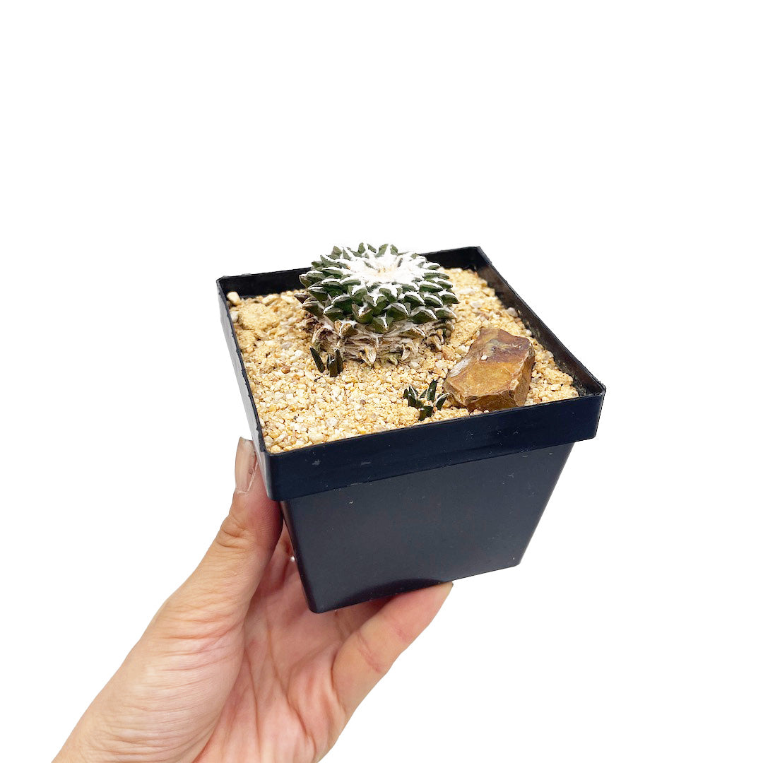 姫牡丹 habitat style POT SET