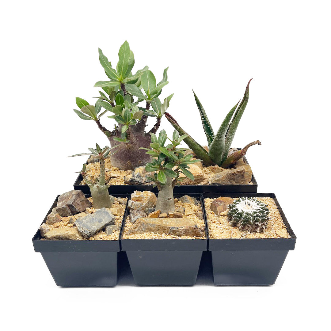 姫牡丹 habitat style POT SET