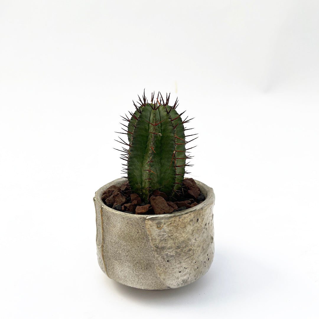 昇陽窯 / ユーフォルビア ホリダ POT SET