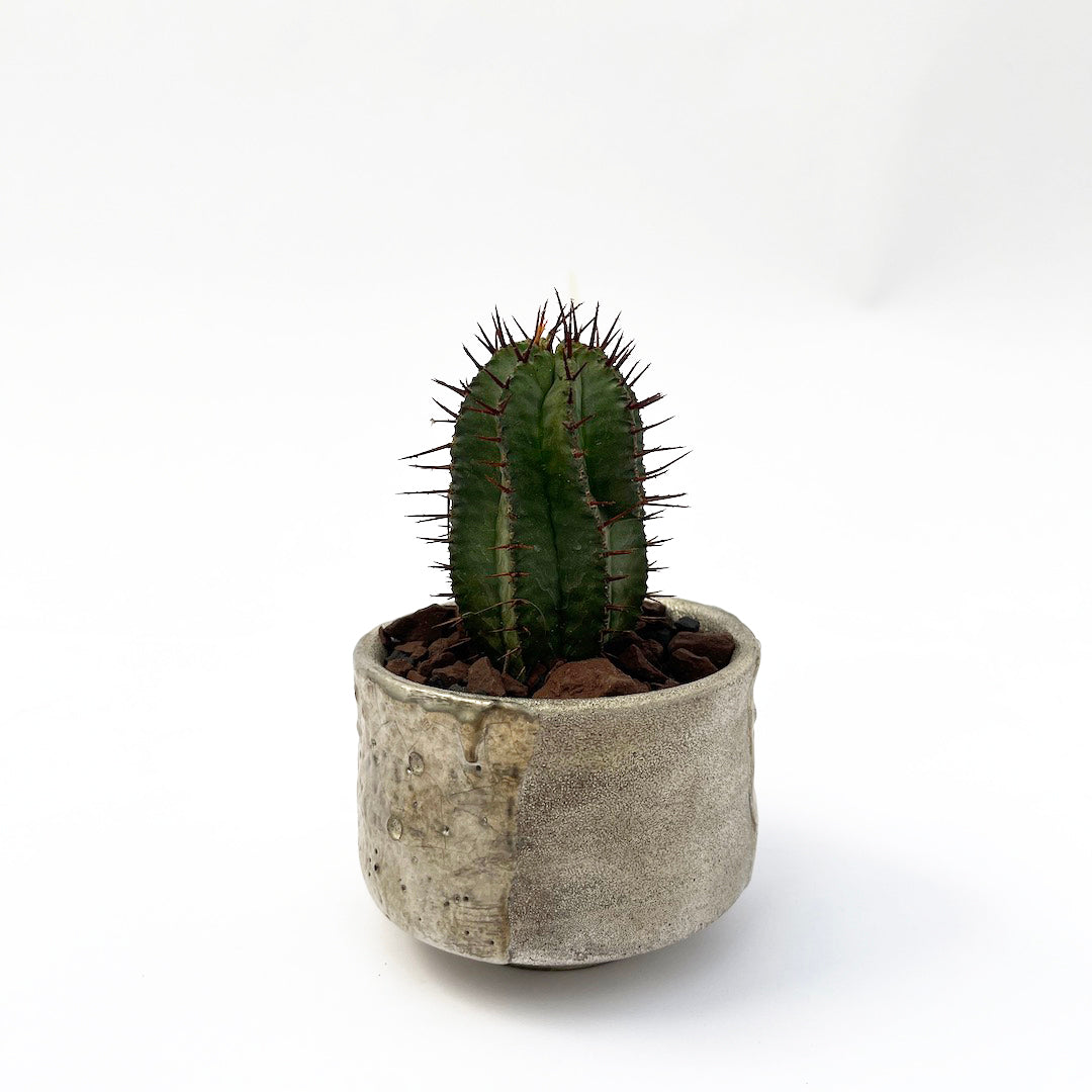 昇陽窯 / ユーフォルビア ホリダ POT SET