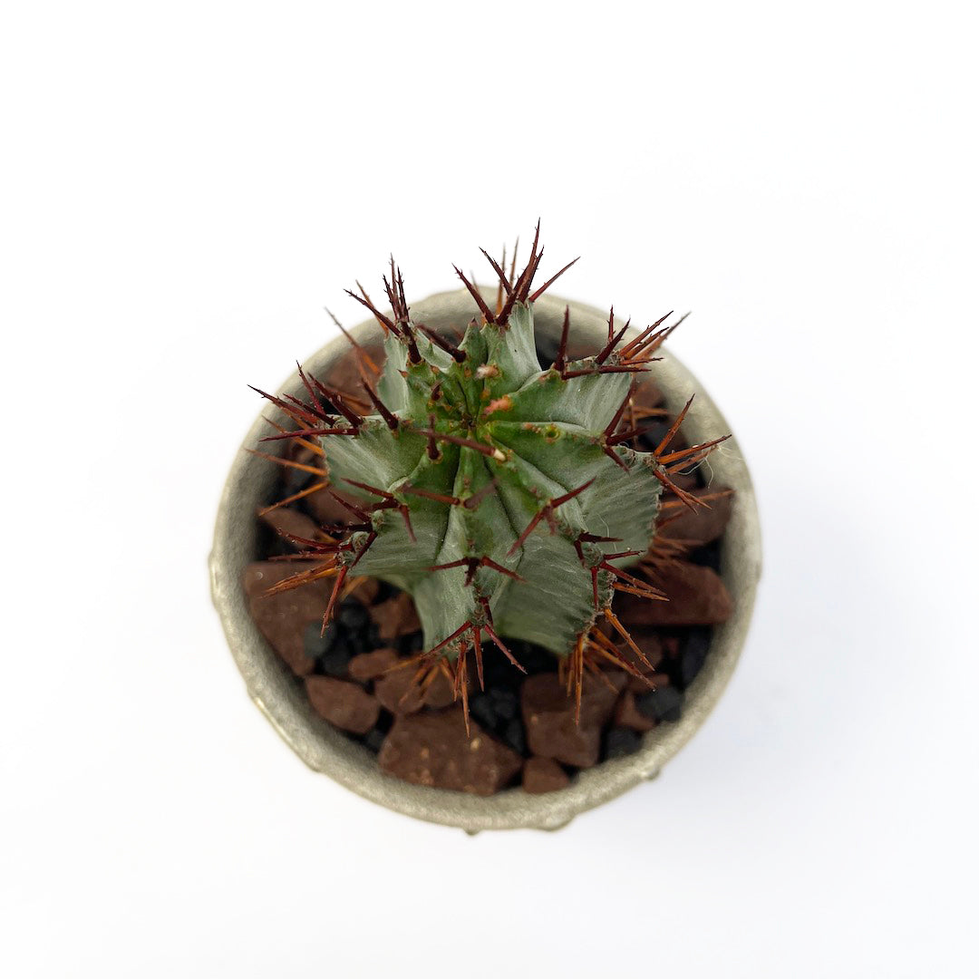 昇陽窯 / ユーフォルビア ホリダ POT SET