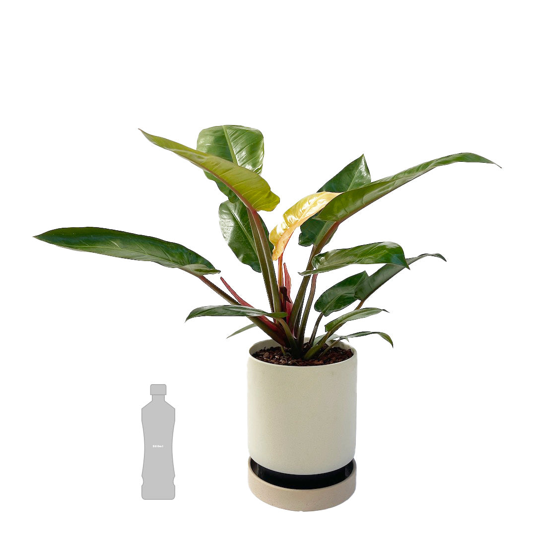フィロデンドロン サンレッド POT SET