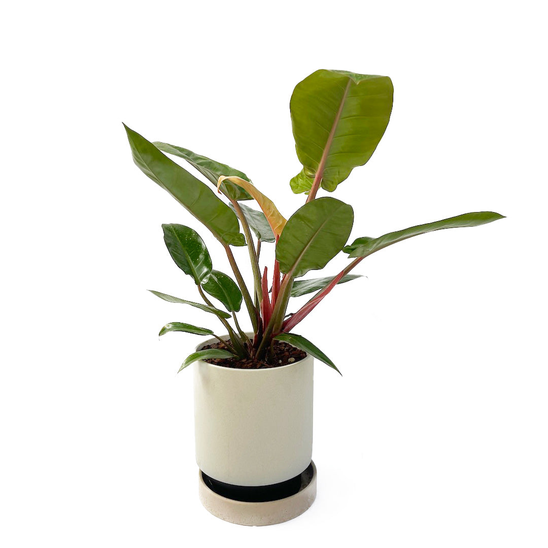 フィロデンドロン サンレッド POT SET