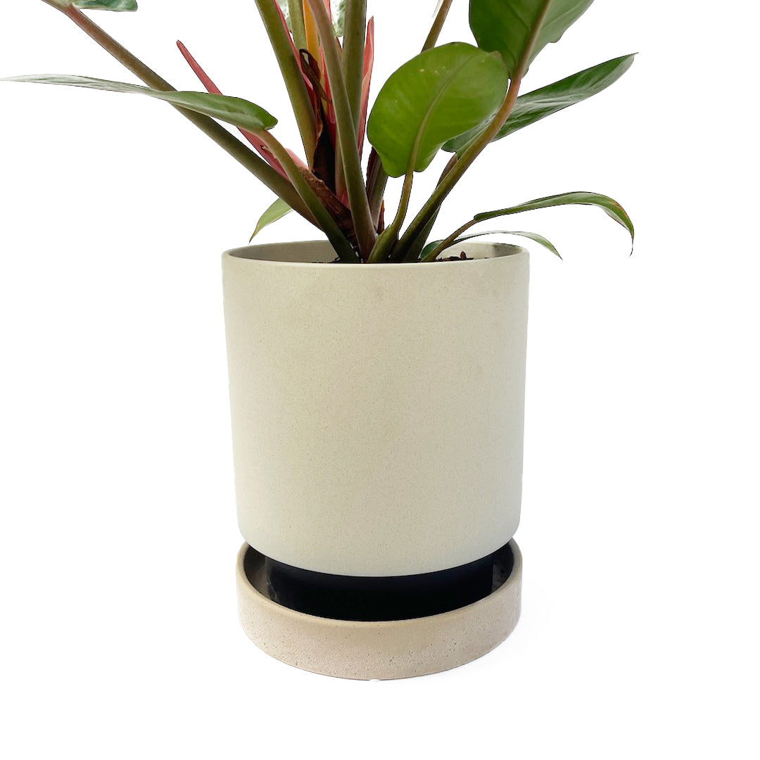 フィロデンドロン サンレッド POT SET