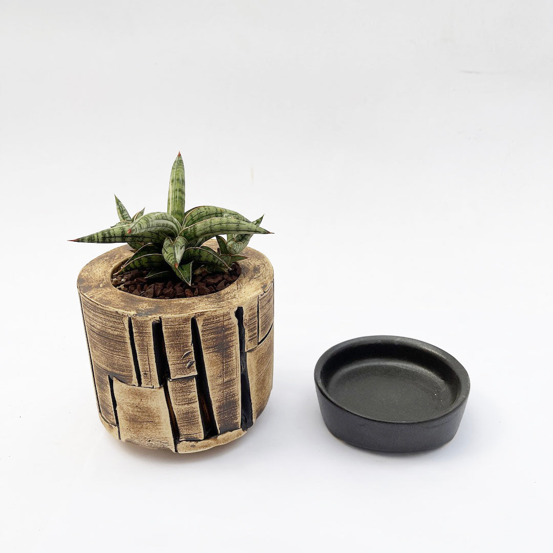 サンスベリア Lav.1970 斑入 POT SET
