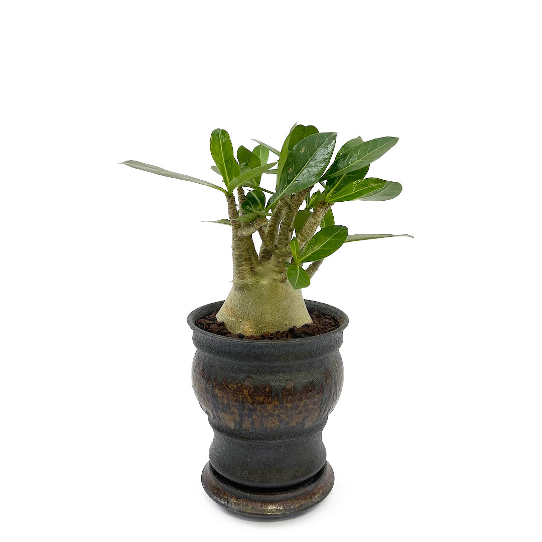 淡海陶芸研究所 アデニウム POT SET
