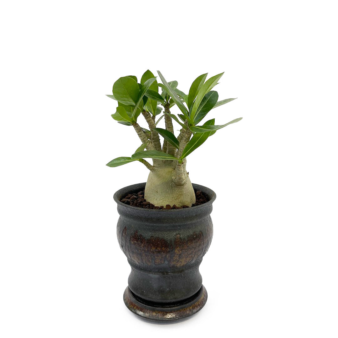 淡海陶芸研究所 アデニウム POT SET