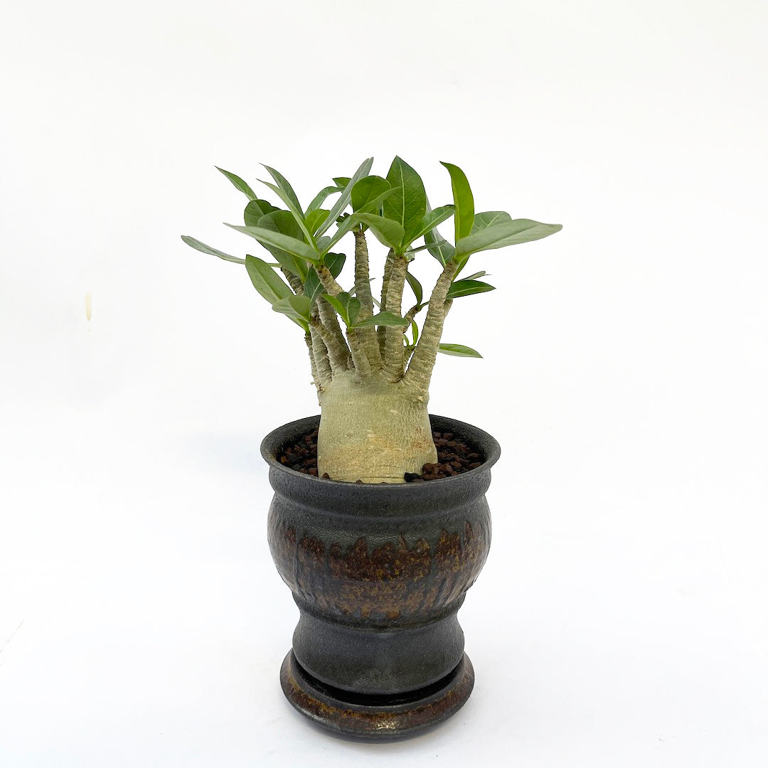 淡海陶芸研究所 アデニウム POT SET