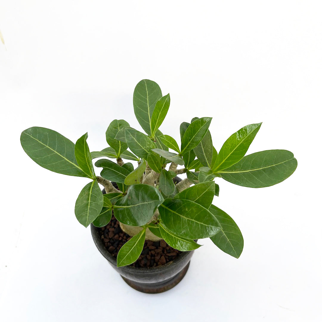 淡海陶芸研究所 アデニウム POT SET