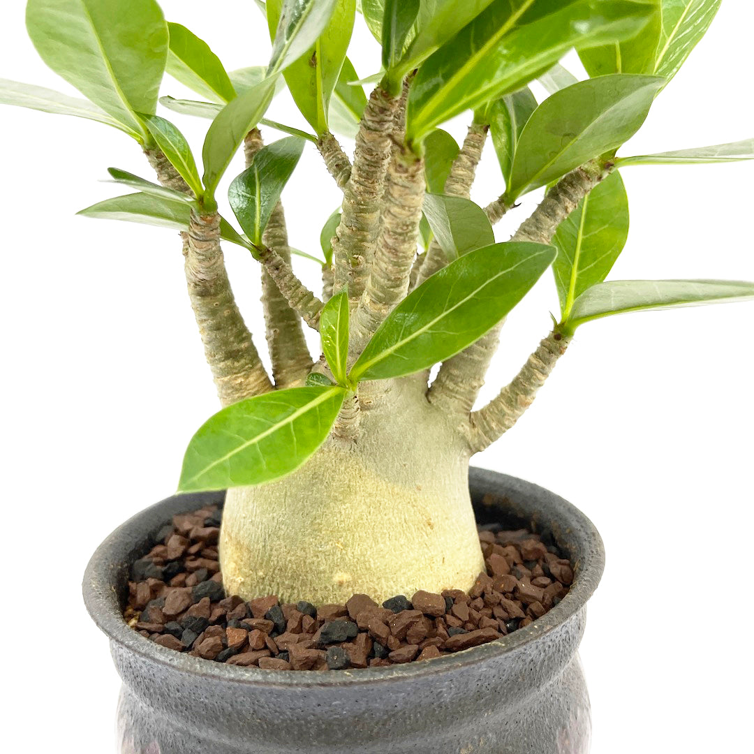 淡海陶芸研究所 アデニウム POT SET
