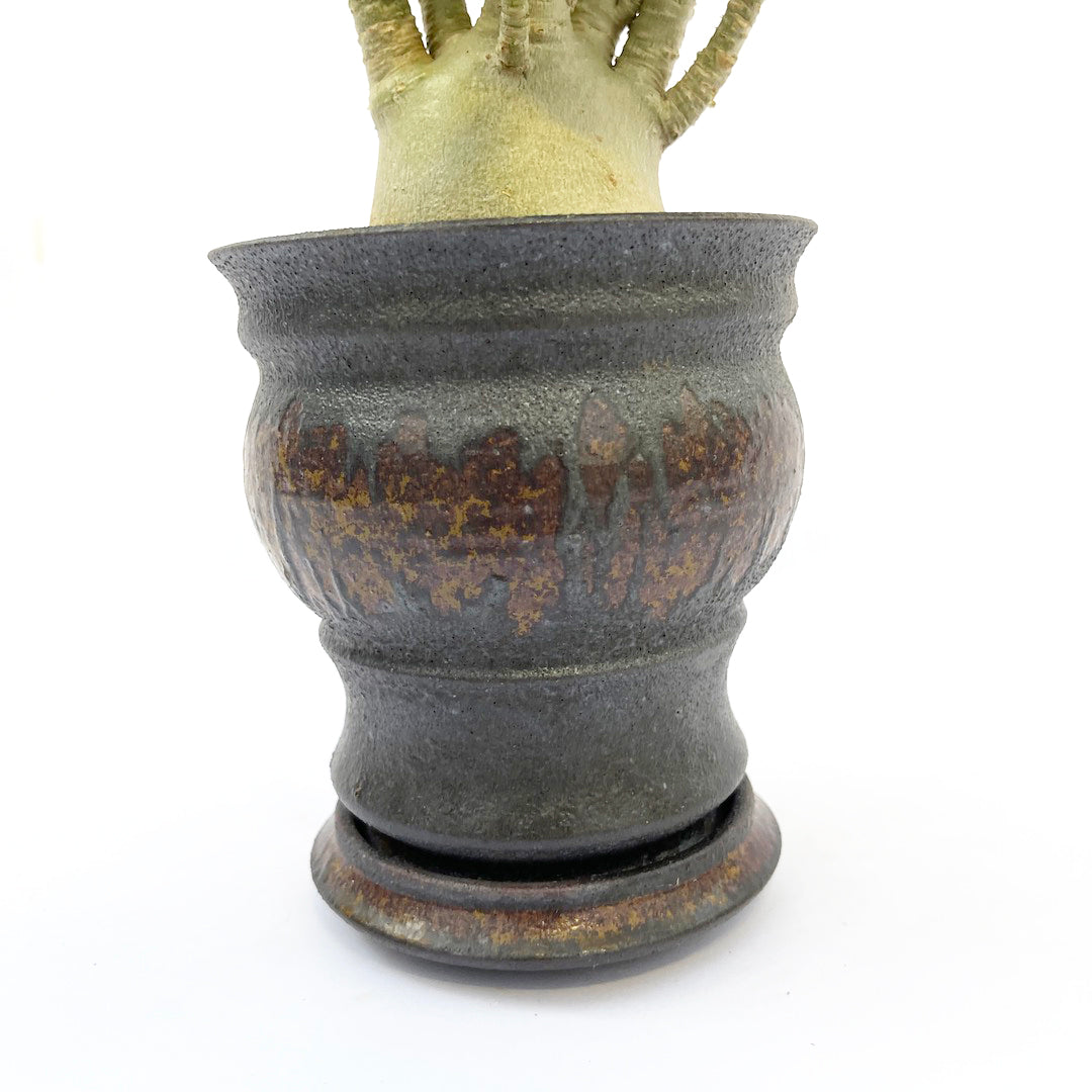 淡海陶芸研究所 アデニウム POT SET
