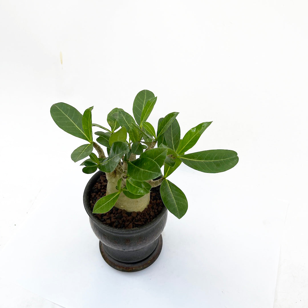 淡海陶芸研究所 アデニウム POT SET