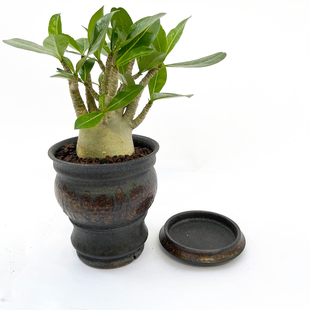 淡海陶芸研究所 アデニウム POT SET