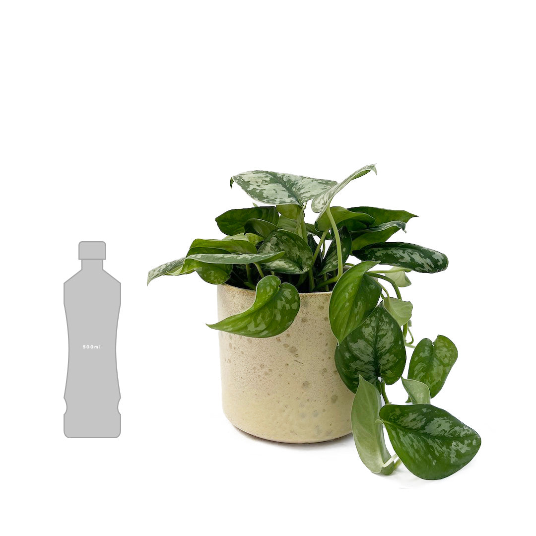 スキンダプサス トレビー POT SET