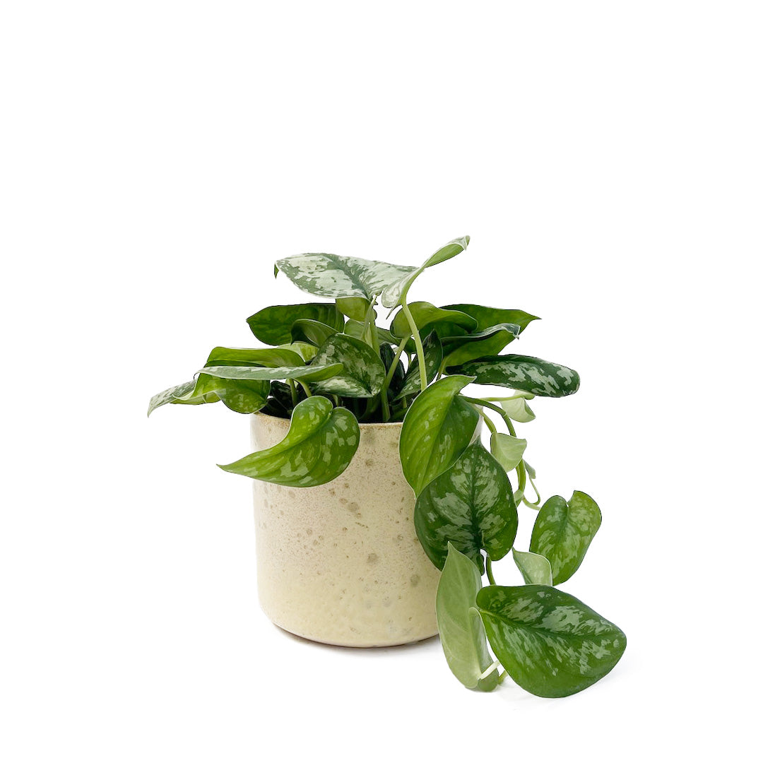 スキンダプサス トレビー POT SET