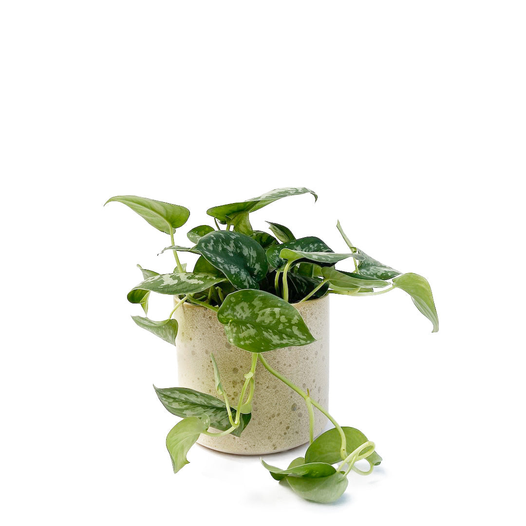 スキンダプサス トレビー POT SET