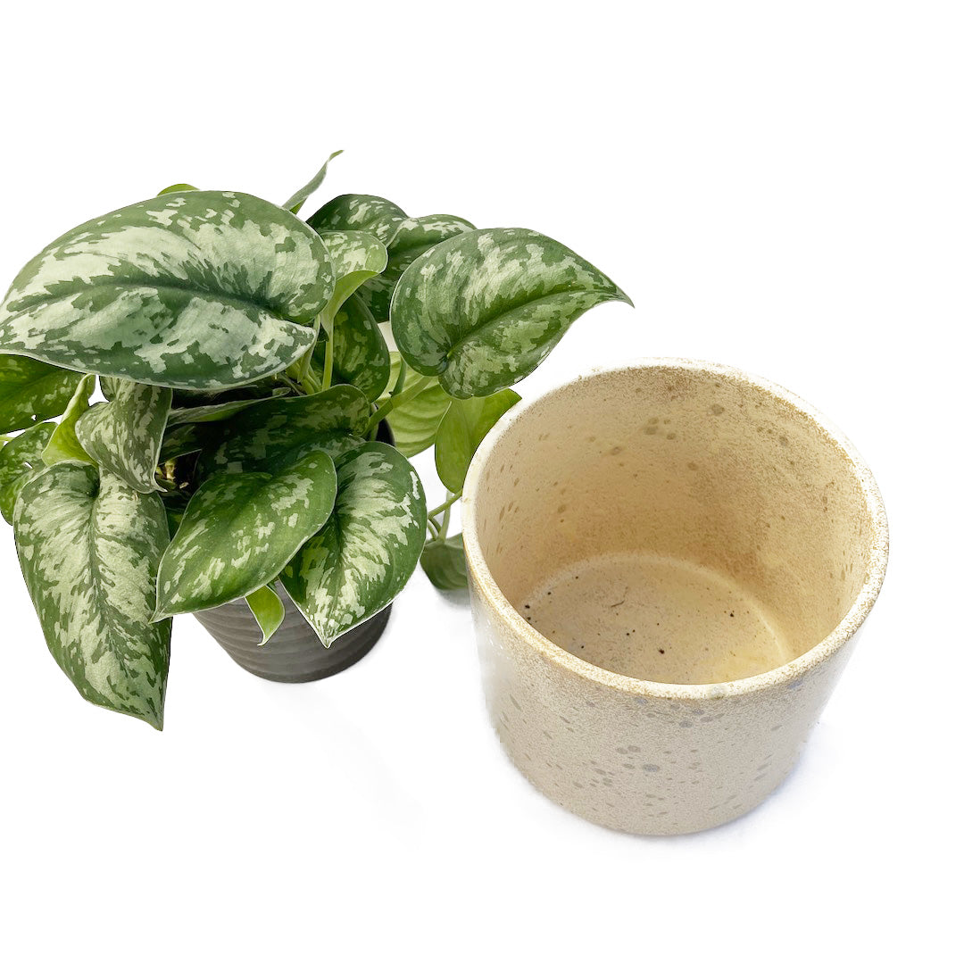 スキンダプサス トレビー POT SET