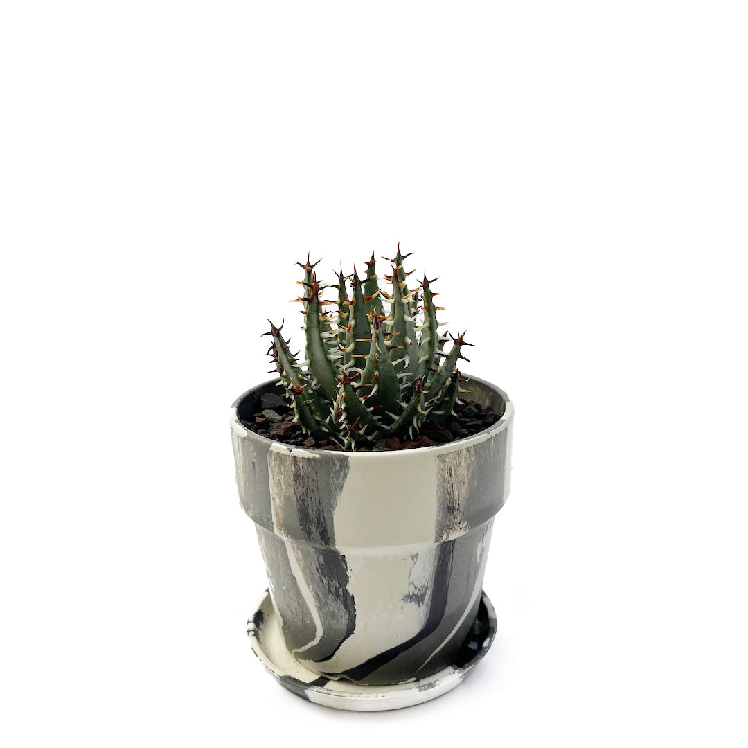 アロエ エリナケア POT SET