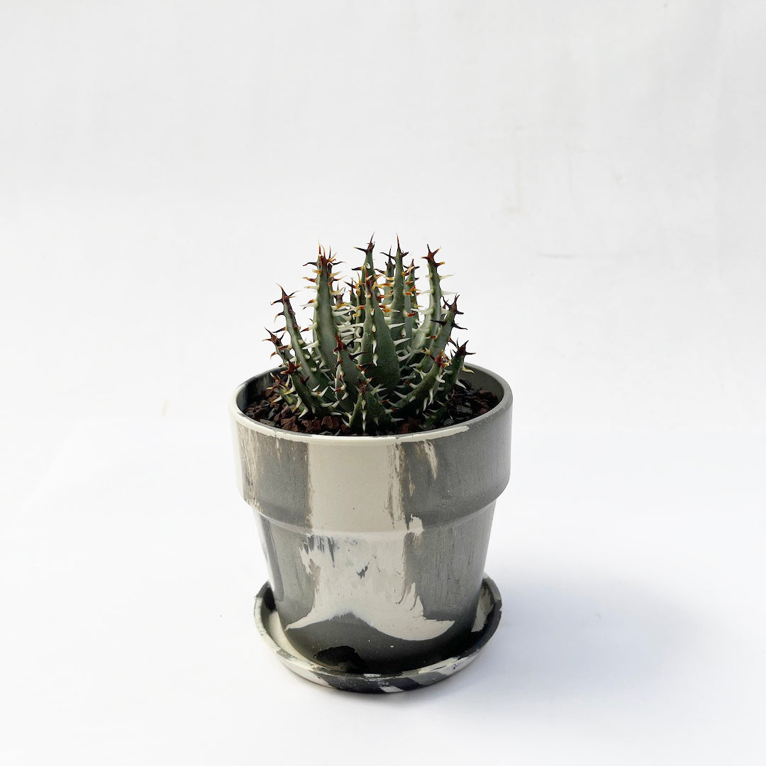 アロエ エリナケア POT SET