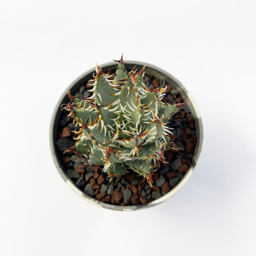 アロエ エリナケア POT SET
