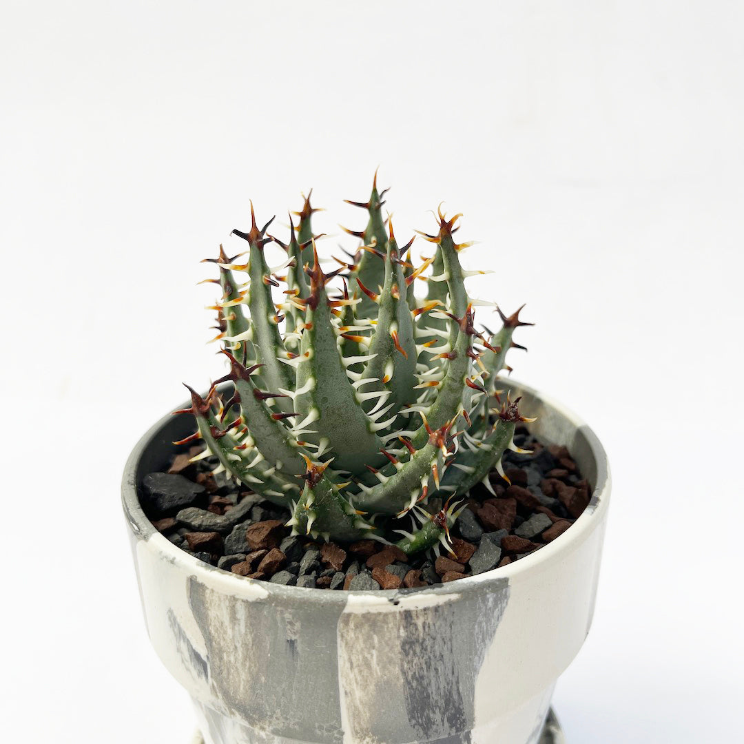アロエ エリナケア POT SET