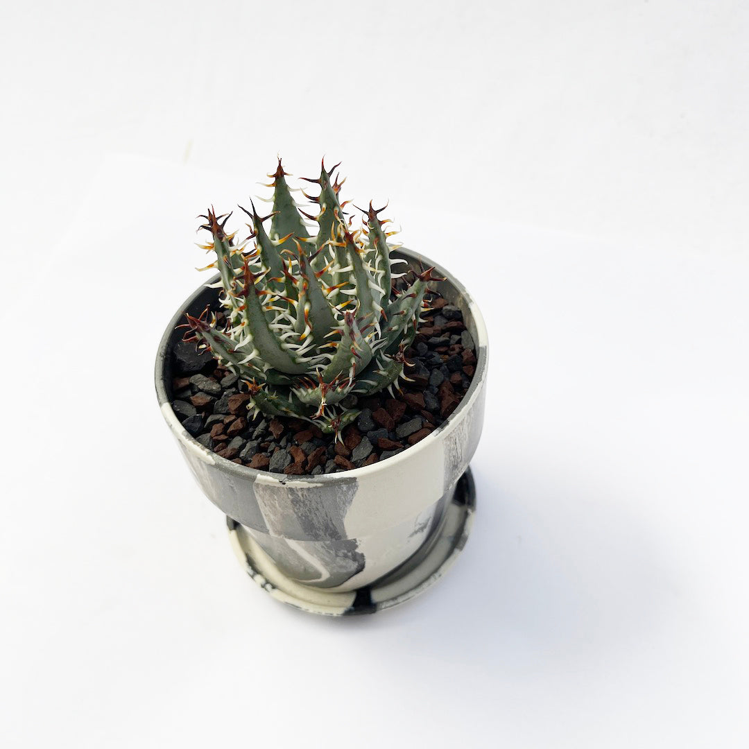 アロエ エリナケア POT SET