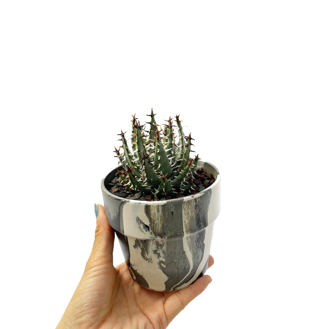 アロエ エリナケア POT SET