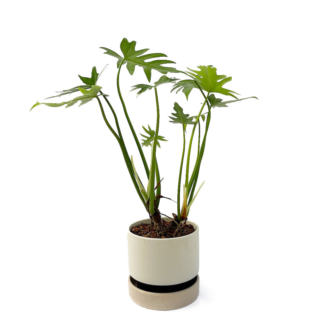 フィロデンドロン ラディアタム POT SET