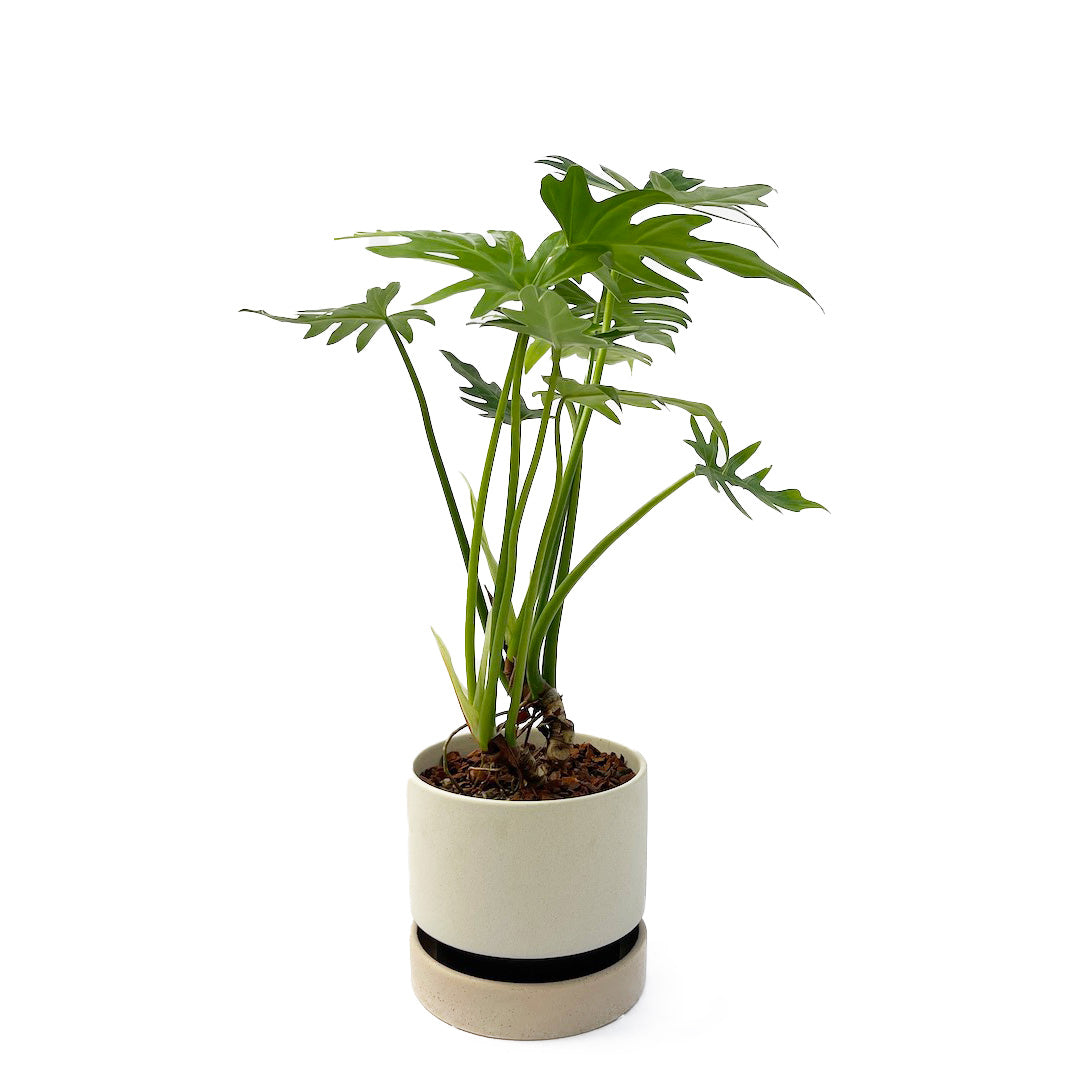 フィロデンドロン ラディアタム POT SET