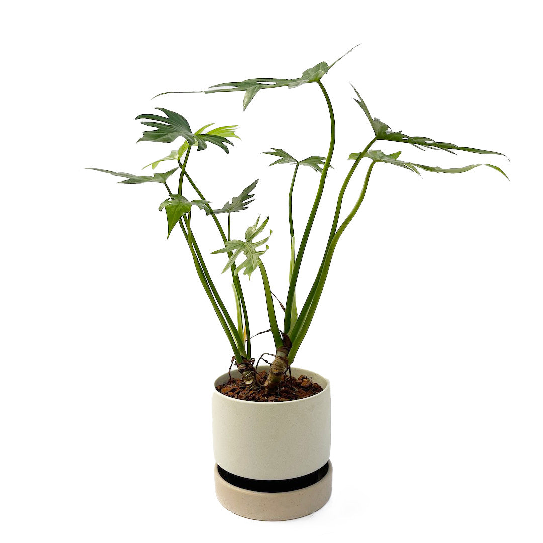 フィロデンドロン ラディアタム POT SET
