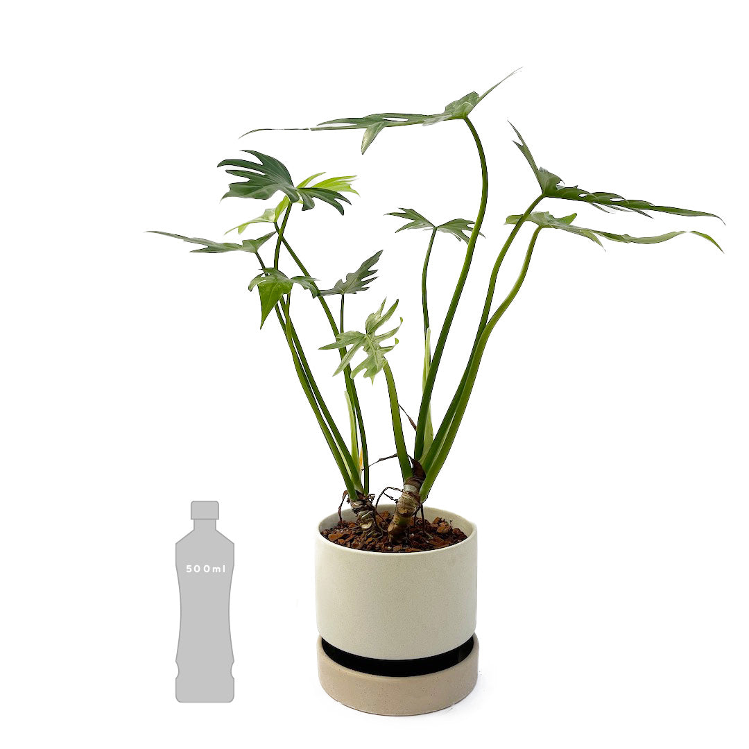 フィロデンドロン ラディアタム POT SET
