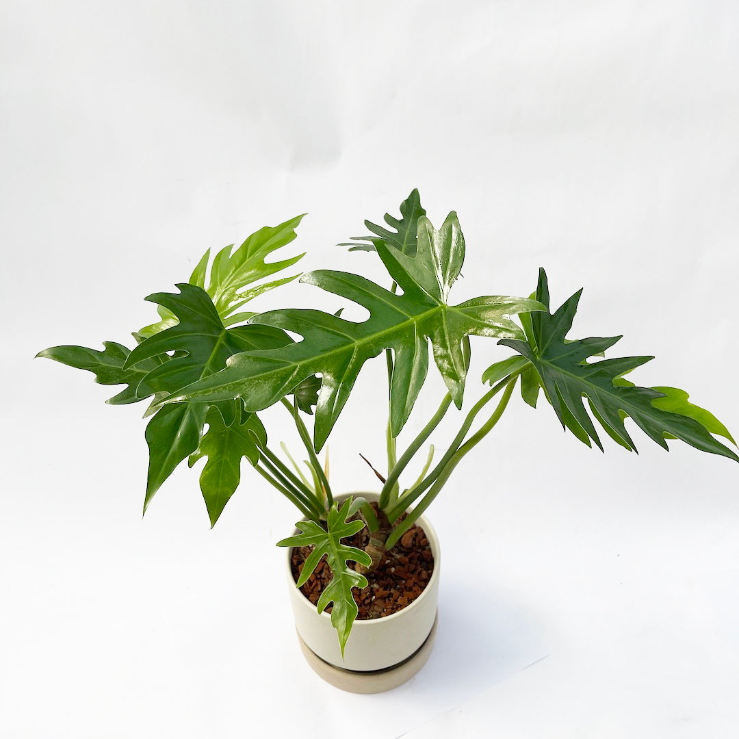 フィロデンドロン ラディアタム POT SET