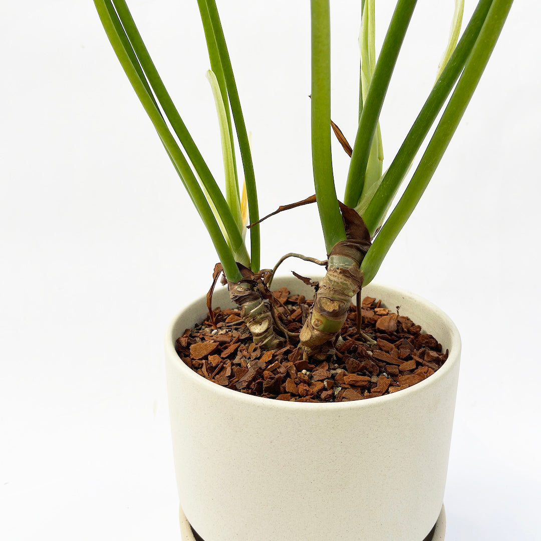 フィロデンドロン ラディアタム POT SET