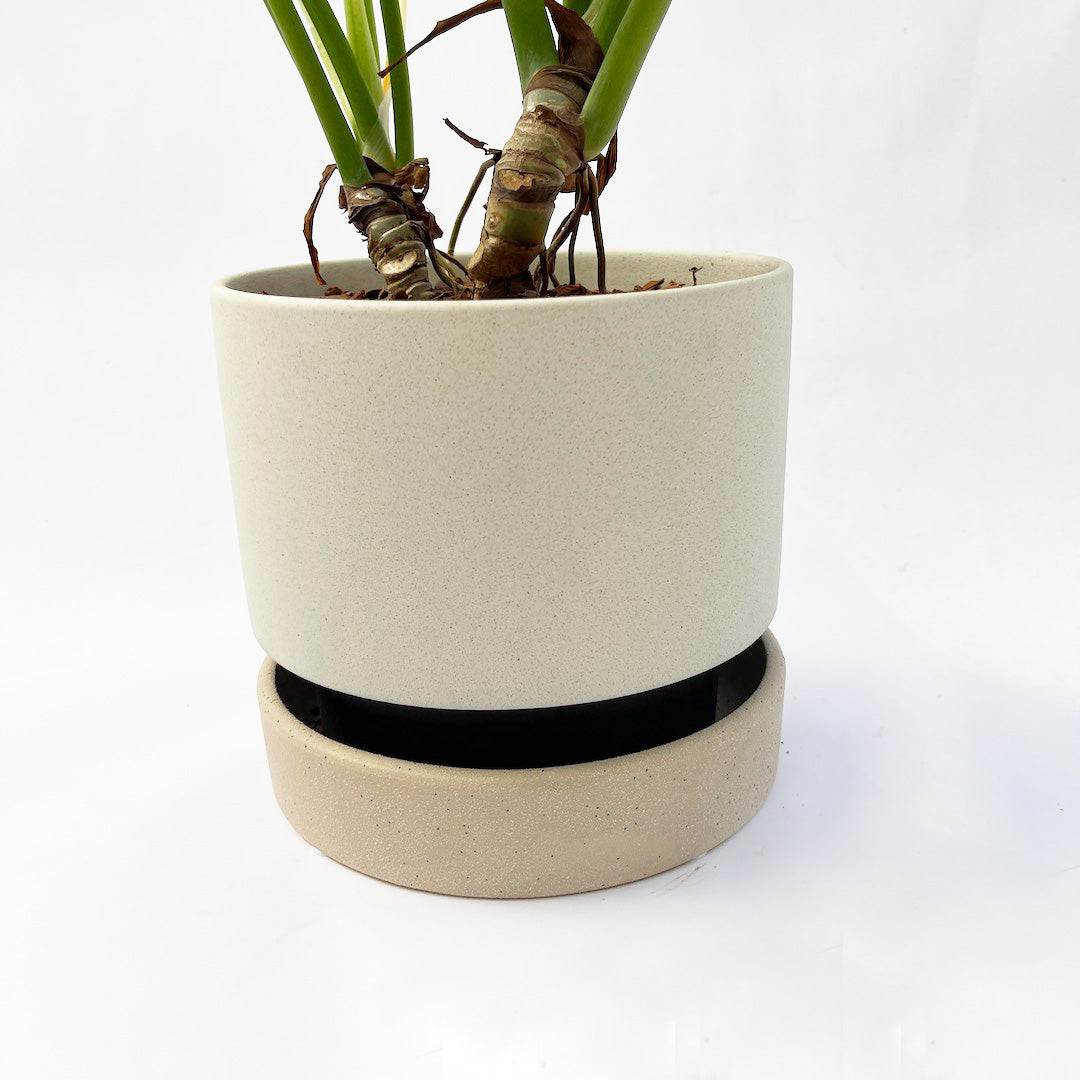 フィロデンドロン ラディアタム POT SET