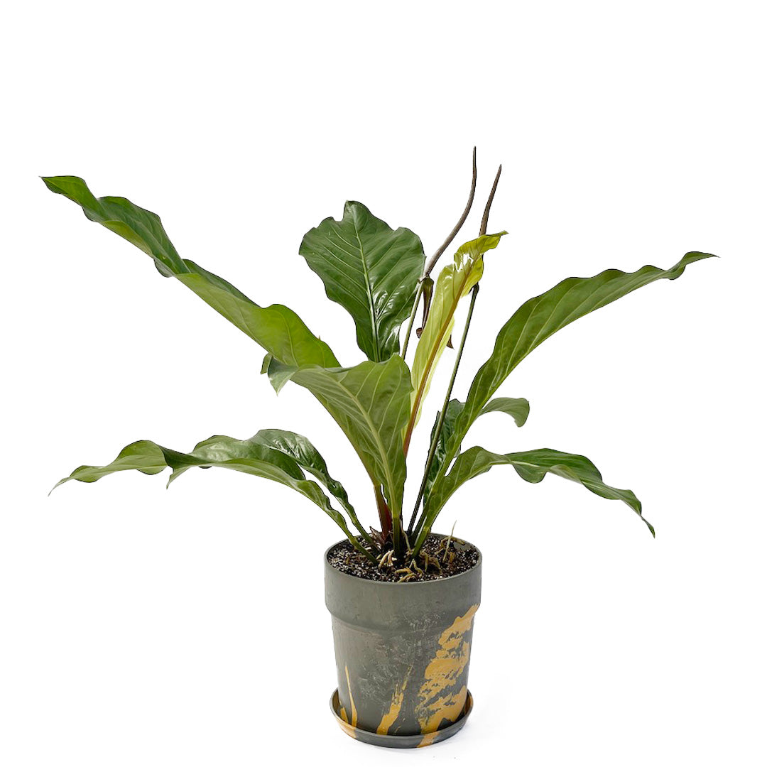 アンスリウム ジャングルキング POT SET