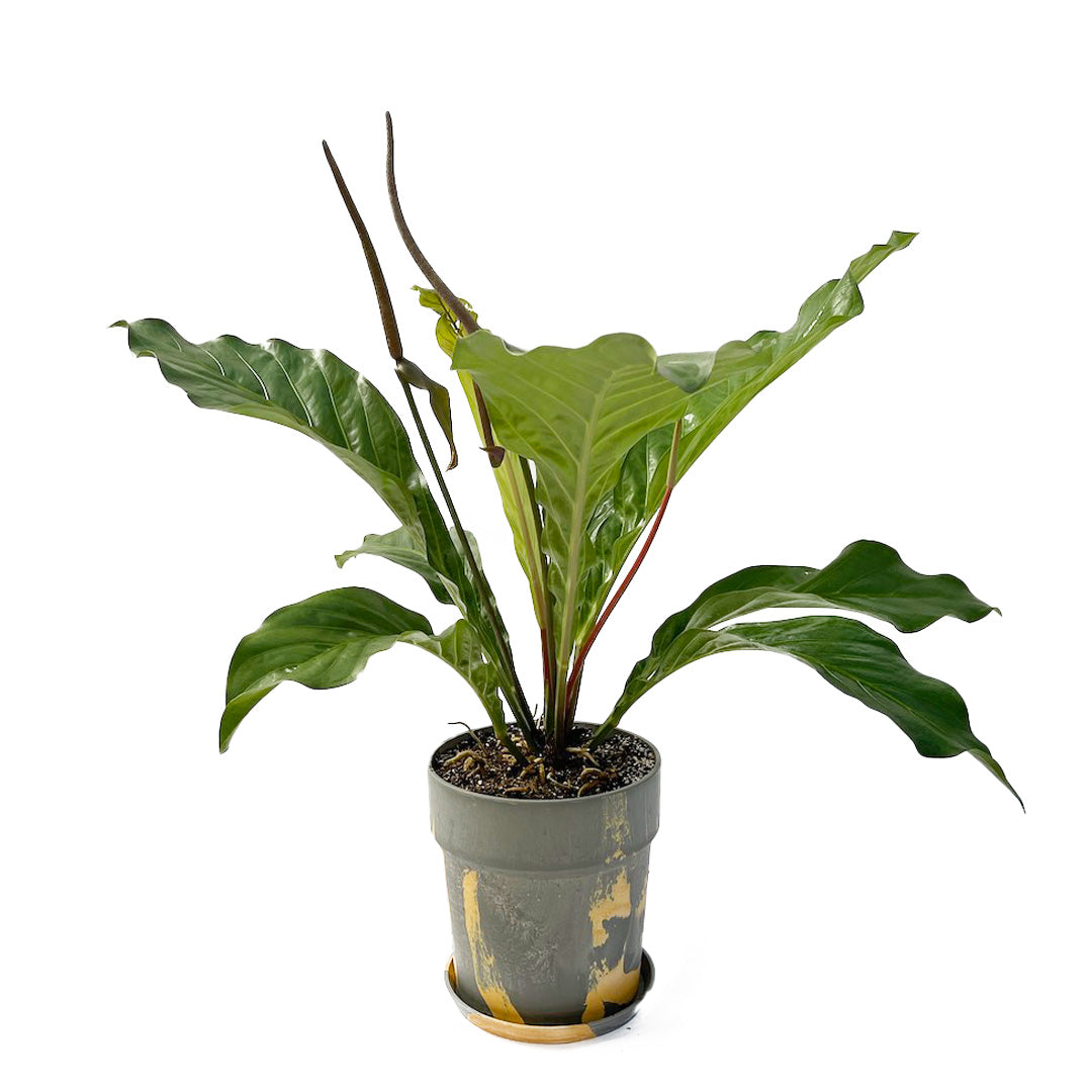 アンスリウム ジャングルキング POT SET