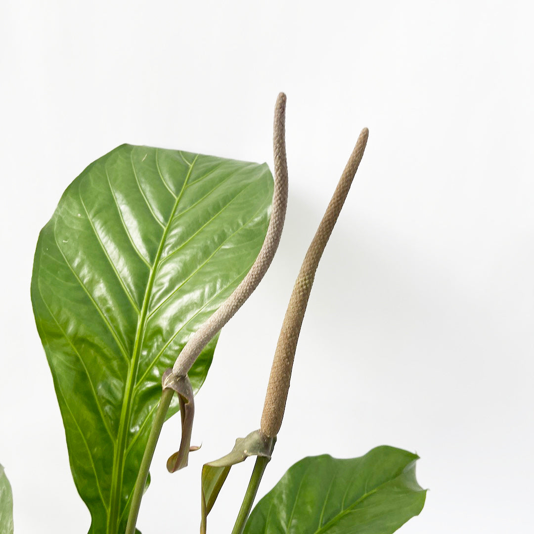 アンスリウム ジャングルキング POT SET