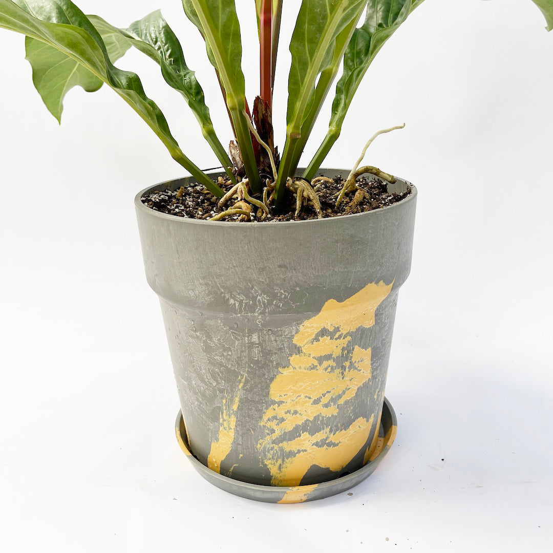 アンスリウム ジャングルキング POT SET
