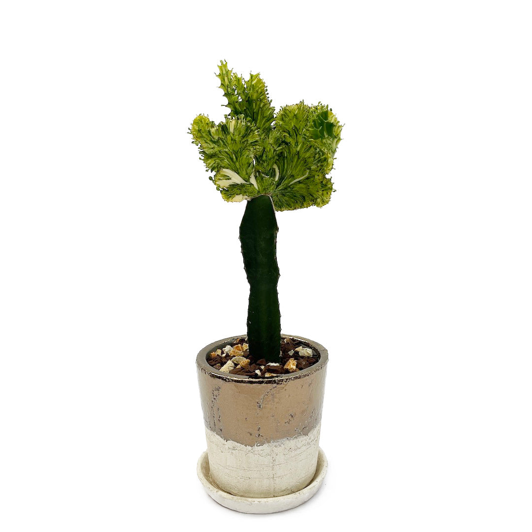 接木 ユーフォルビア POT SET