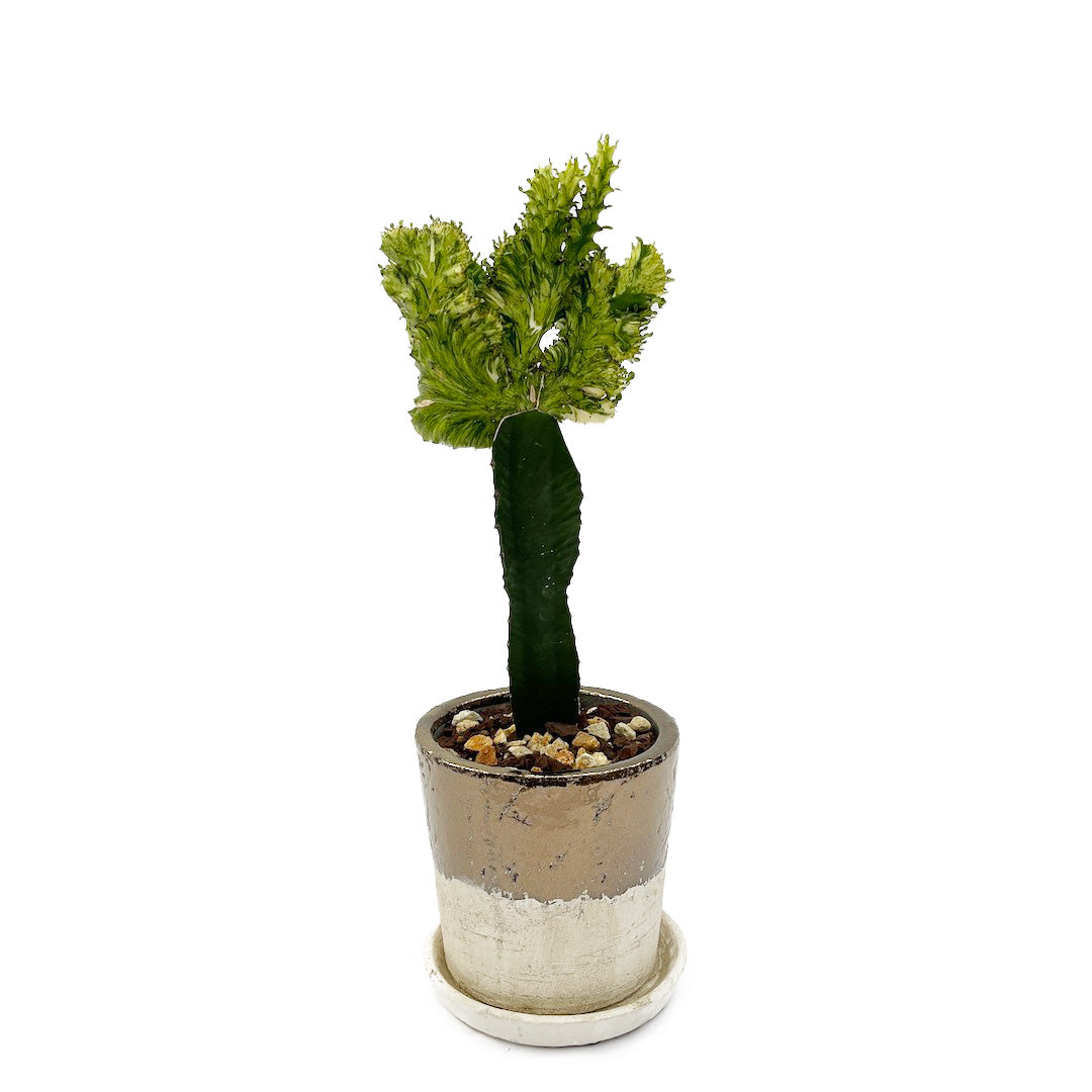 接木 ユーフォルビア POT SET