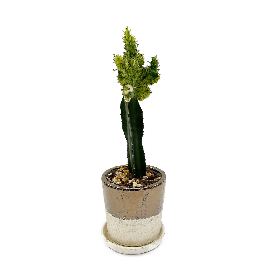 接木 ユーフォルビア POT SET