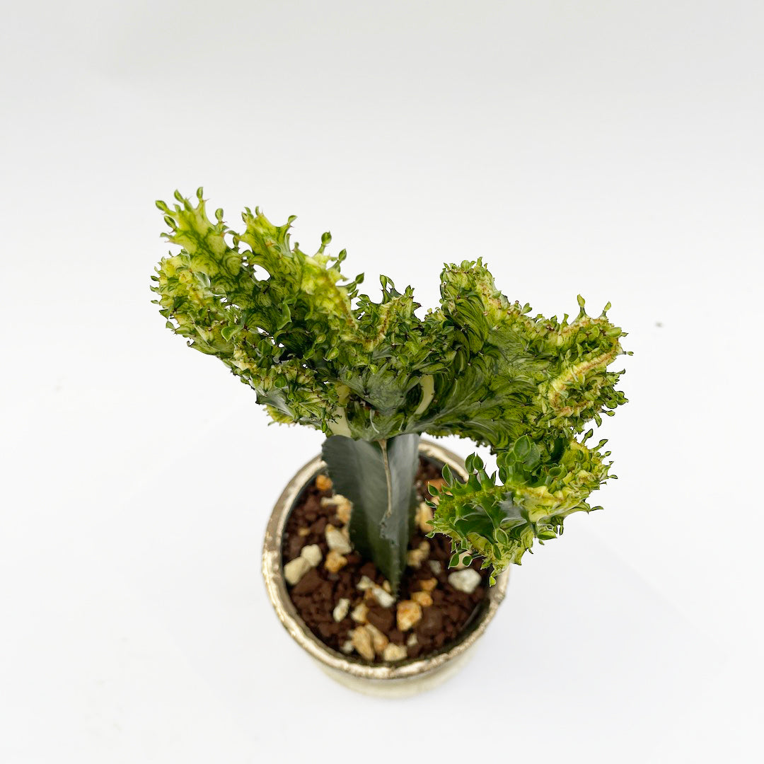 接木 ユーフォルビア POT SET