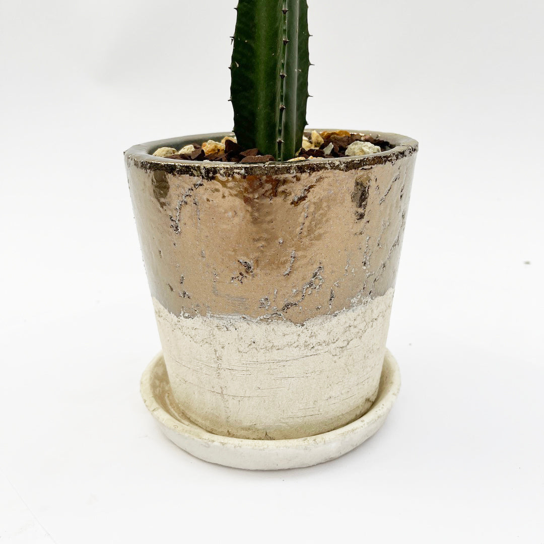 接木 ユーフォルビア POT SET