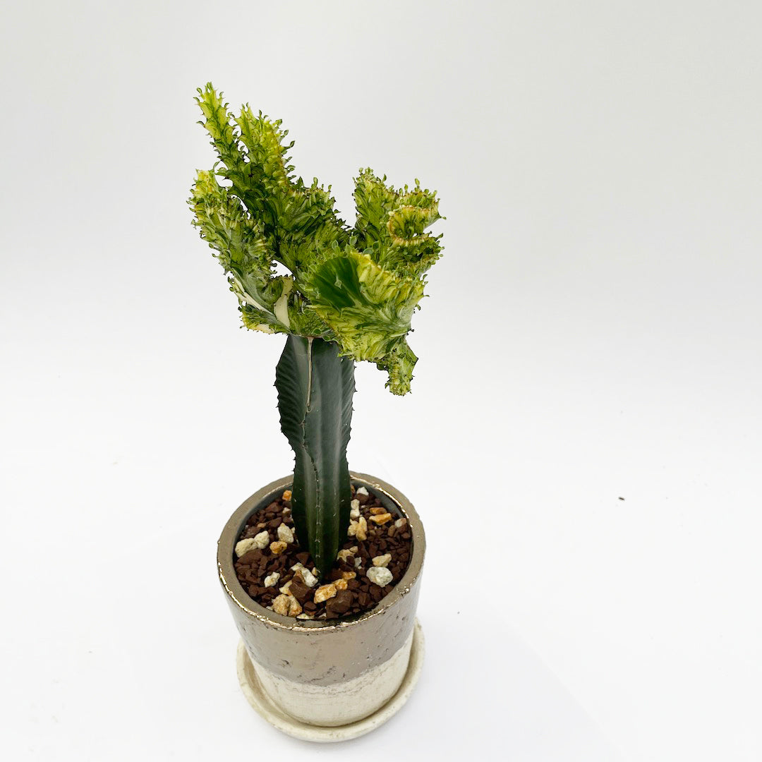 接木 ユーフォルビア POT SET