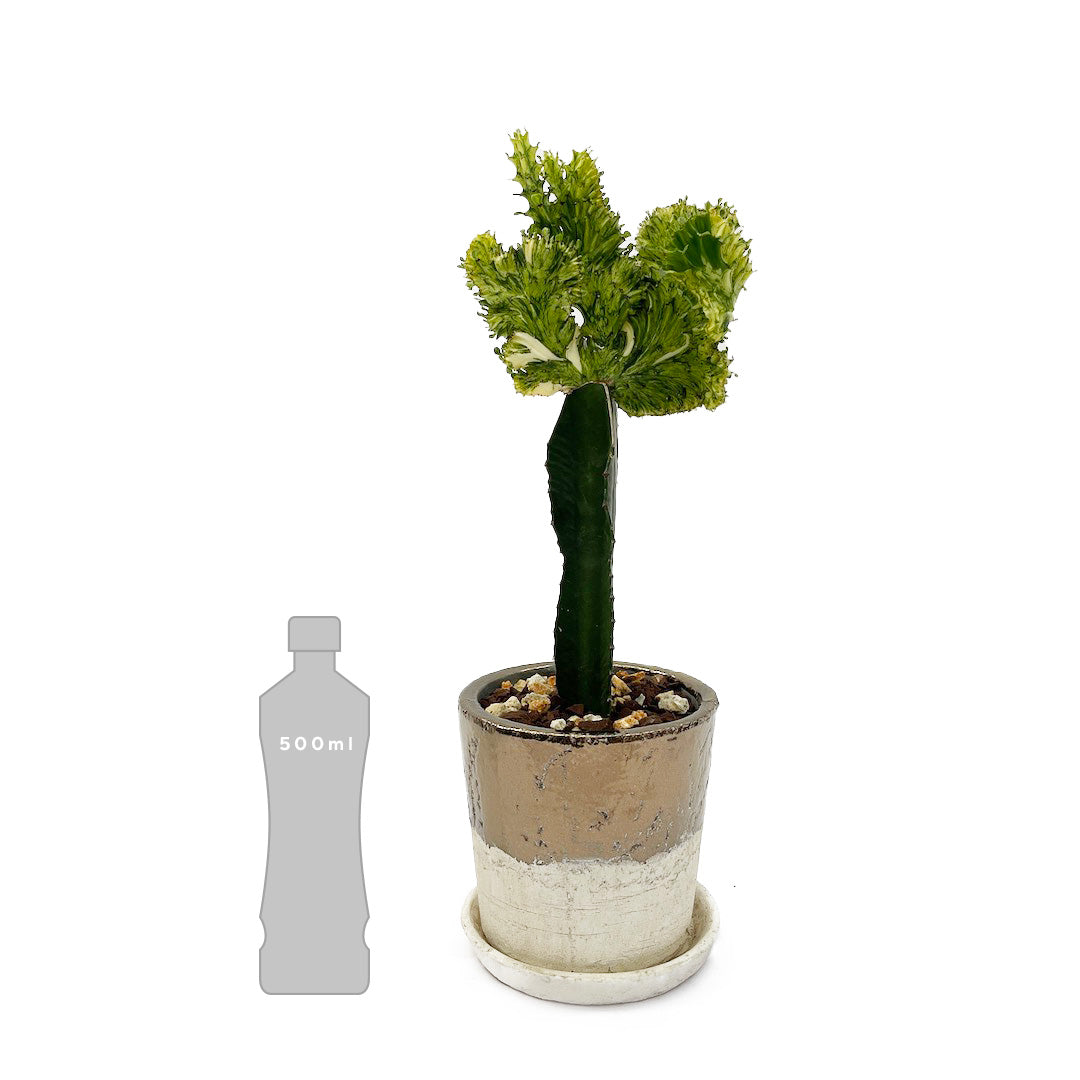 接木 ユーフォルビア POT SET