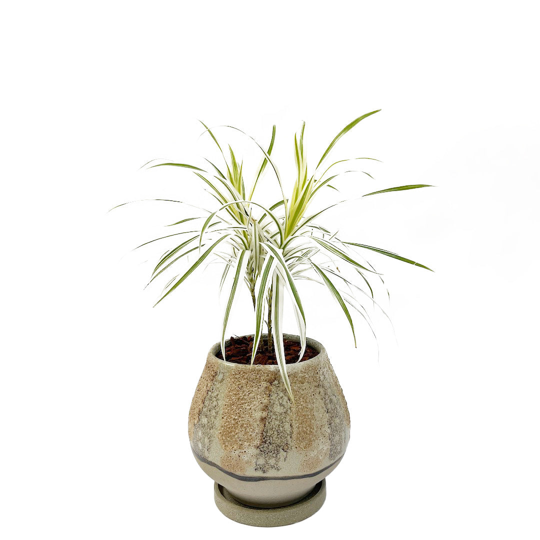 プレオメレ リフレクサ POT SET